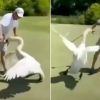 자세 때문에 화났나?…골프장 손님 습격한 美 백조 (영상)