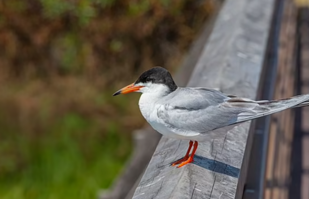 도요목 제비갈매기과의 엘리건트턴 자료사진
