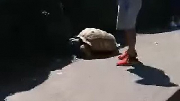 타이탄을 발견한 마을 주민들이 신고하는 모습.