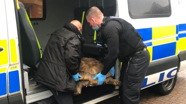 경찰들은 타이탄을 경찰 승합차 트렁크 대신 운전석 뒤 승차 공간에 태웠다.(사진=서퍽 입스위치 경찰)