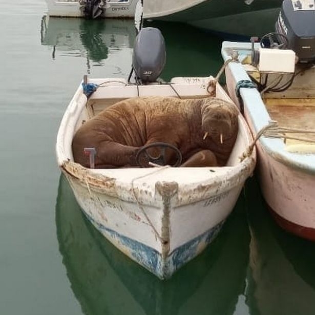 북극 또는 그린란드에서 빙하에 올라탔다가 잠이 든 채로 유럽 해안까지 온 것으로 추정되는 바다코끼리 ‘월리’.