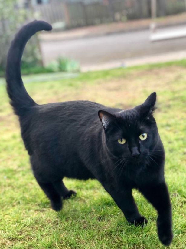 에스미라는 이름의 고양이.