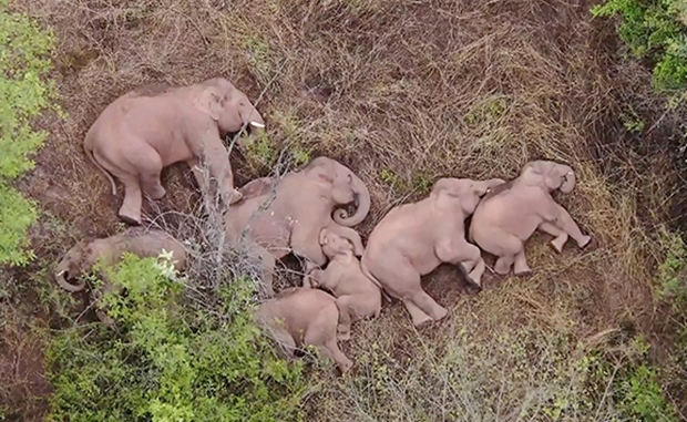 코끼리떼는 대여섯 마리씩 옹기종기 모여 잠을 청했다. 대장정의 피로가 누적된 듯 세상모르고 잠든 어른 코끼리 사이로 잠투정하는 새끼도 눈에 띄었다./AFP연합뉴스