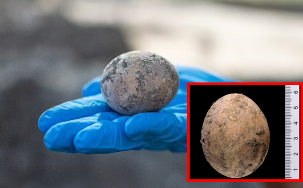이스라엘에서 인간의 배설물에 둘러싸인 채 발견된 1000년 전 달걀의 모습