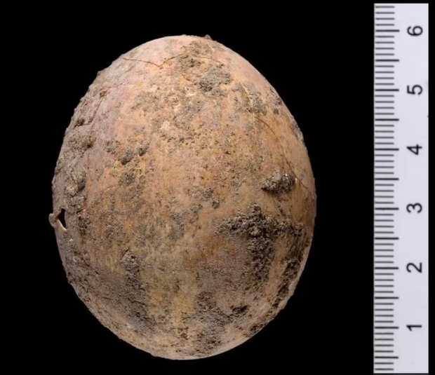 이스라엘에서 인간의 배설물에 둘러싸인 채 발견된 1000년 전 달걀의 모습