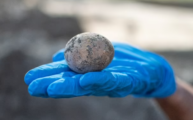 이스라엘에서 인간의 배설물에 둘러싸인 채 발견된 1000년 전 달걀의 모습