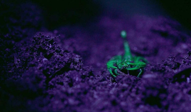 이런 형광 현상이 관찰되는 이유에 대한 과학자 의견은 분분하다. 야행성인 전갈이 먹이를 유인하기 쉽도록 진화한 결과라는 의견과 동족을 식별하고 짝을 찾기 위함이라는 가설이 존재한다. 형광 단백질이 일종의 자외선 차단제로 작용해 전갈을 보호한다는 주장도 있다.