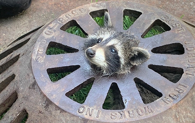 새끼 라쿤은 점점 더 난폭해졌다. 잔뜩 겁에 질려 버둥거리며 자신을 구하려는 소방대원들을 깨물고 할퀴었다. 빠른 구조가 시급했다. 그때, 인근 주민 한 명이 식용유를 들고나왔다.