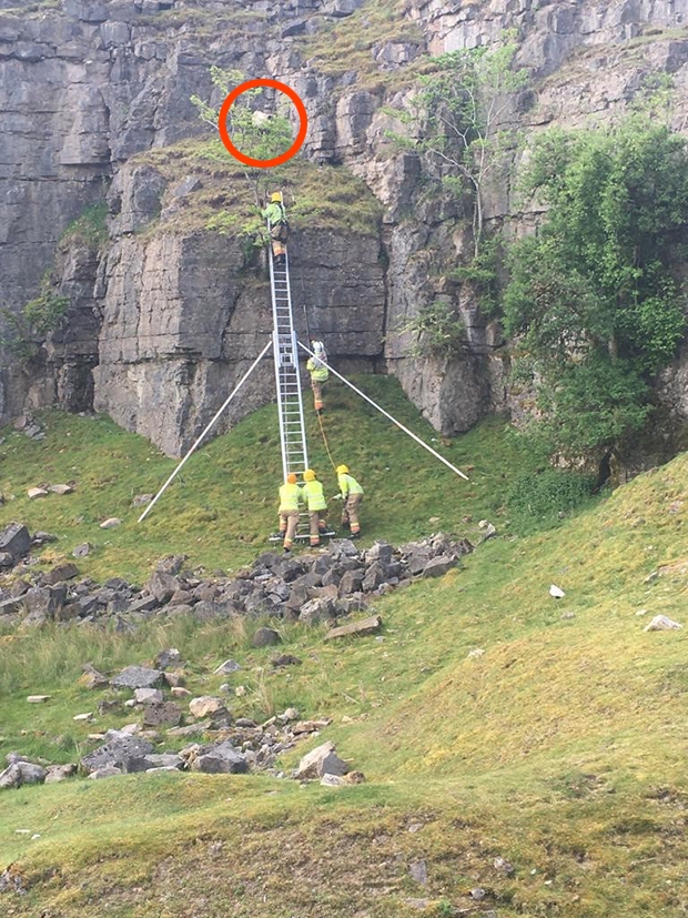 앞서 잉글랜드소방대원들도 가파른 절벽 위에 위태롭게 선 양 한 마리를 구조했다.