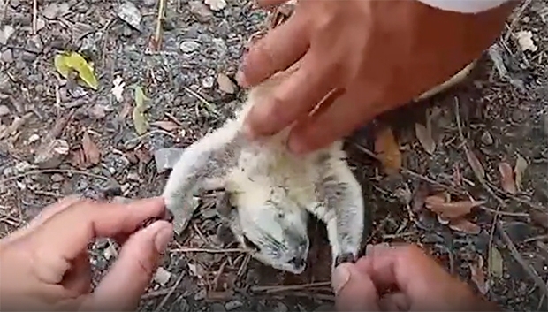 구조대원들은 즉시 심폐소생술을 시작했다. 한 사람은 손가락 하나로 조심스럽게 다람쥐 가슴을 압박했고, 다른 사람은 뻣뻣하게 굳은 다람쥐의 팔다리를 주물렀다.