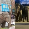 [여기는 중국] ‘말썽꾸러기’ 코끼리 떼 500㎞ 대장정…피해 보상은 어떻게?
