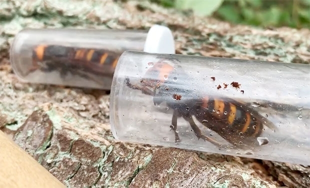 지난해 미국 워싱턴에서 잡힌 장수말벌 표본 AP 연합뉴스