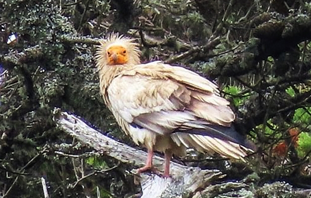 이집트독수리는 머리를 진흙에 담그고 화장하듯 좌우로 문질러 몸을 어둡게 물들이곤 하는데, 그 이유는 정확하지 않다. 전문가들도 다른 새에게 권위를 보여주기 위한 행동이 아닐까 추측만 할 뿐이다.
