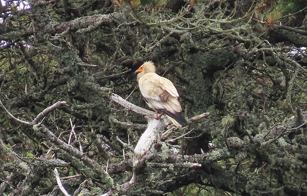 서아프리카와 인도, 중앙아시아, 스페인 남부 및 프랑스 북부에 분포하는 이집트독수리는 세계자연보전연맹(IUCN) 적색목록에 멸종위기(EN)종으로 등록돼 있다. 몸빛은 전체적으로 흰색이며 수사자의 갈기처럼 목덜미를 감싼 깃털과 노르스름한 얼굴이 특징이다.