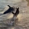 [영상] 산책 나온 개와 ‘술래잡기’하는 돌고래…이유는?