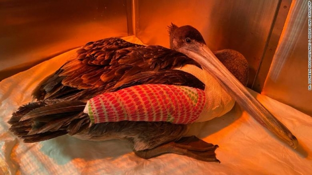 누군가 날개 뼈를 고의적으로 부러뜨린 탓에 부상을 입고 수술을 받은 갈색 펠리컨