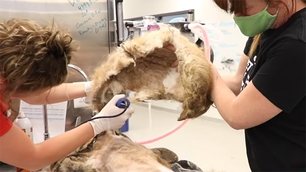 관계자는 “유기견은 11살 시츄종”이라면서 “처음 보호소에 도착했을 때 유기견 무게가 약 9kg이었는데, 제거한 털 무게가 3kg이 넘었다. 지금까지 본 유기견 중 최악이었다”고 밝혔다.