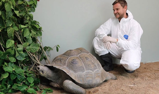 동물원 관계자는 “23일 밤 휴고의 여자친구 에스트렐라가 시드니에 착륙했다”면서 “방역을 거쳐 오는 9월 합사 예정”이라고 밝혔다. 2019년 예정이었던 합사는 팬데믹 여파로 지연됐다. 2년의 기다림 끝에 성사된 두 거북의 만남이 결실을 맺으면 무려 49살 차이 갈라파고스땅거북 커플이 탄생하게 된다.