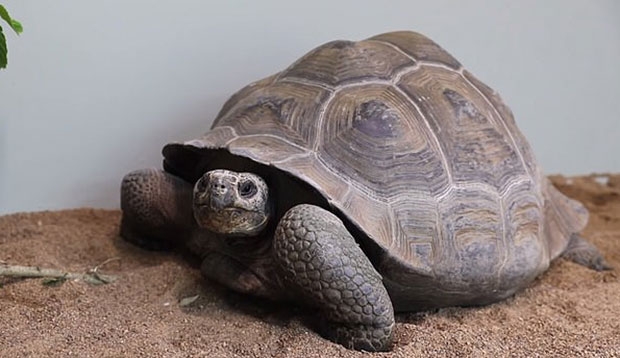 오는 9월 70살 수컷 ‘휴고’와 합사를 앞둔 21살 암컷 ‘에스트렐라’.