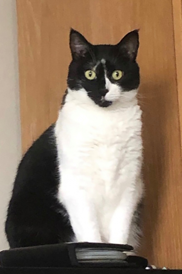 미국 플로리다의 한 12층 아파트의 붕괴 참사 당시 사고 현장에서 빠져나오지 못한 또 다른 반려묘의 모습