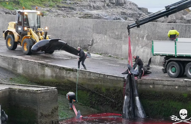 덴마크령 페로제도 현지 시간으로 지난 27일, 오랜 전통인 고래 사냥에 나선 페로제도 주민들. 해안은 고래 100여 마리의 피로 붉게 물들었다. 사진=해양 환경보호단체 씨 셰퍼드