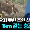 [이슈플릭스] 탄광 사고로 숨진 주인 찾아 매일 1㎞ 걷는 댕댕이