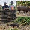 6마리가 142마리로…‘가장 작은 야생 돼지’ 살리기 위한 25년의 노력