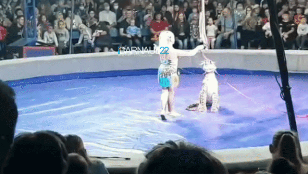 사고 이후 현지 동물보호단체는 “살아있는 동물을 서커스에 동원하는 것은 명백한 학대”라고 지적했다. 해당 서커스에서 목줄을 멘 표범이 공중 곡예를 선보인 장면도 함께 공유하며 잔인한 동물 서커스 중단을 요구했다.