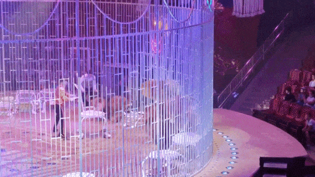 3일 러시아 사라토프주에서는 서커스 도중 사자 간 난투극이 벌어졌다. 현지언론은 4년의 공백기를 마치고 돌아온 사라토프 서커스단이 사자 간 충돌로 첫 공연을 망쳤다고 전했다.