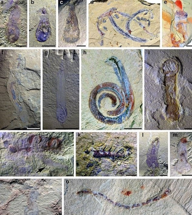 중국 남부 윈난성 쿤밍 인근에서  5억 4100만~4억 8800만 년 전 지구상에 서식했던 곤충과 벌레, 갑각류 등 최소 118종의 화석 2800개 이상이 발견됐다.  