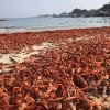 멕시코 바다서 美 해변까지 밀려오는 신비한 갑각류 떼…“비밀은 해류 탓”