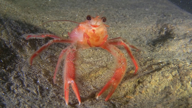 미국의 붉은게 모습.(사진=William Roger Uzun, CC BY-SA 4.0 , via Wikimedia Commons)