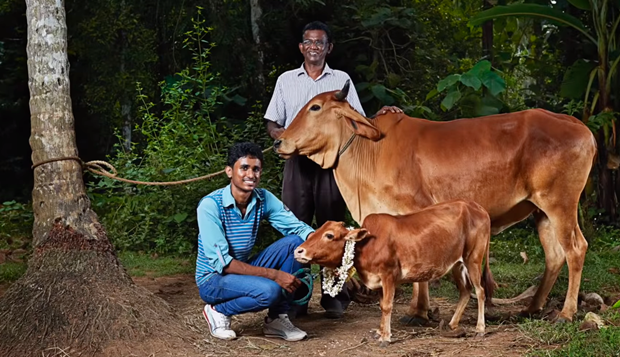 아직까지는 인도 케랄라의 ‘매니캼’이 키 61.1㎝, 무게 40㎏으로 기네스북에 등재돼 있다.