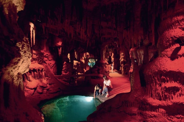 야생 박쥐가 발견된 네브래스카주 동물원·수족관의 캠핑 장소