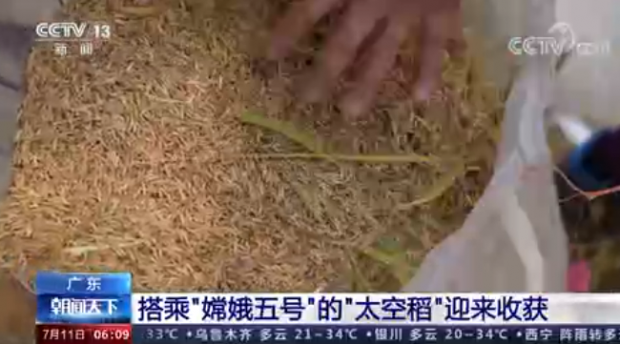 지난해 말 중국 무인탐사선에 실려 달 주위를 돌고 온 볍씨로 키운 벼가 수확됐다. 중국 관영 CCTV 캡쳐