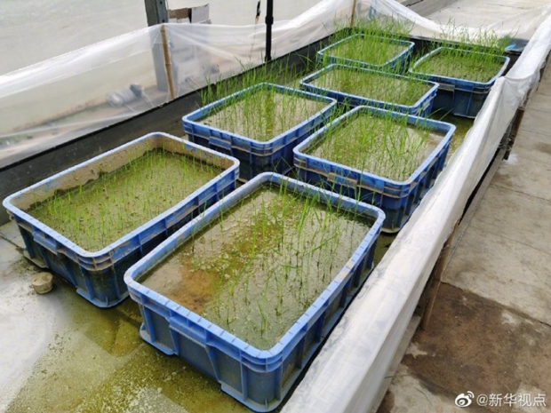 해당 볍씨들은 논으로 옮겨지기 전, 실험센터의 온실에서 재배됐다