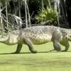 멕시코 골프장서 거대 악어 어슬렁어슬렁…몸길이 4.5m 추정
