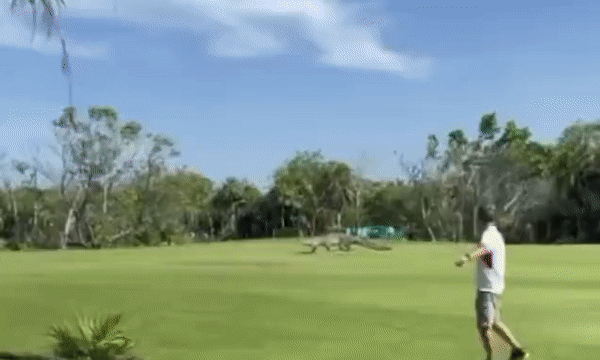 멕시코 칸군 인근 리조트 골프장에 출몰한 크로커다일 악어의 모습.(사진=스테디시 멀러/페이스북)