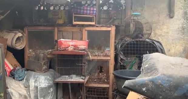 나이지리아의 한 재래시장에서 거래되고 있는 동물과 시장 전경