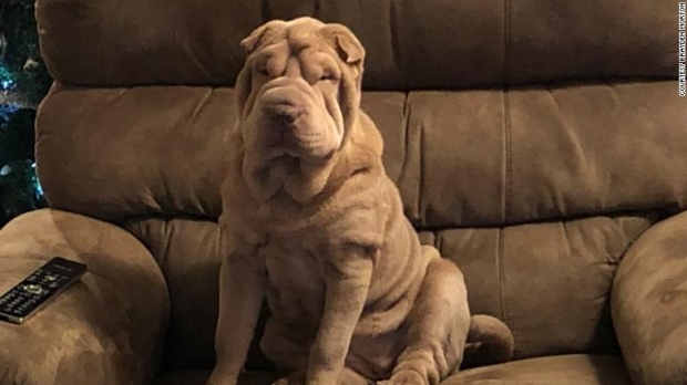 차이니즈 샤페이 견종인 달라의 모습.