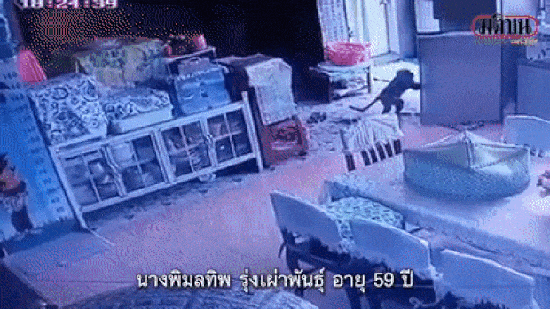 22일 현지 매체 ‘타이거’에 따르면 롭부리의 한 주택에 감시카메라에는 몰래 집 안으로 들어간 원숭이가 냉장고 문을 열고 음식을 훔쳐 가는 모습이 포착되기도 했다.