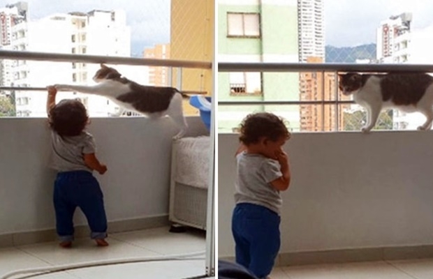 올해 초 콜롬비아에서는 발코니에 매달리려는 14개월 주인집 아기를 끝까지 제지한 고양이가 주목을 받은 바 있다.
