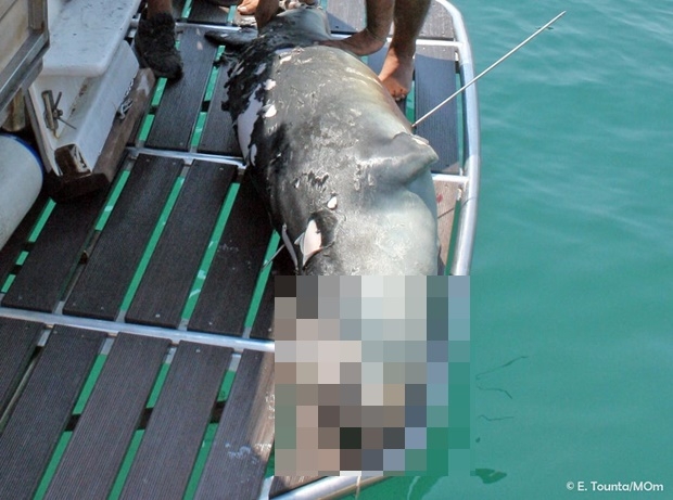 그런데 얼마 전 코스티스의 죽음에 관한 끔찍한 소식이 전해졌다. 지난달 25일 몽크물범연구보호협회(MOm)은 이제 겨우 3살 된 코스티스가 작살총에 맞아 죽은 채 발견됐다고 밝혔다. 가슴에는 1m 길이 작살에 의한 관통상이 남아 있었다.