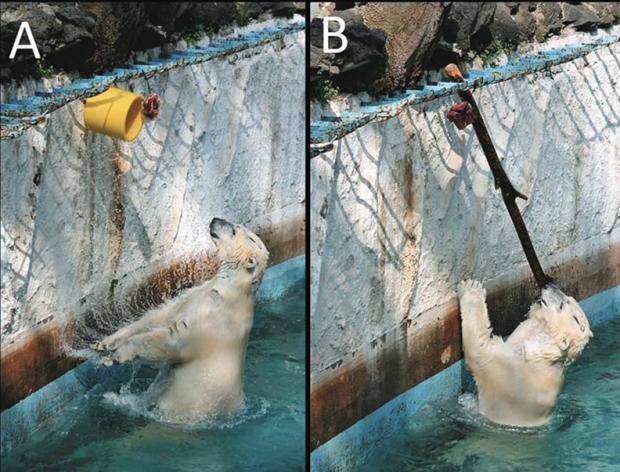 일본 동물원에 있는 고고라는 이름의 수컷 북극곰은 도구를 사용해 먹이를 확보할 수 있다.(사진=아크틱)