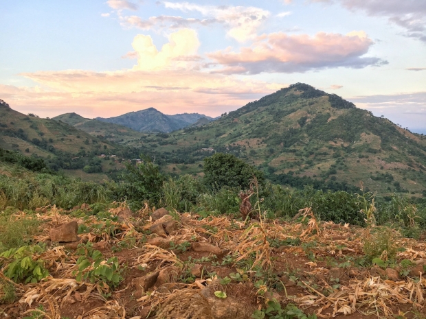 채프먼스 피그미 카멜레온의 서식지인 자연림 대부분이 옥수수나 카사바를 키우기 위한 농장으로 개간됐다.(사진=크리스털 톨리)