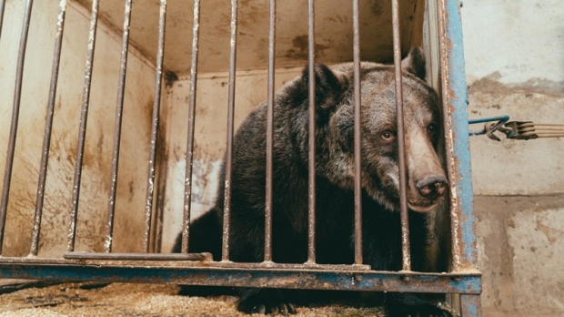 우크라이나 서커스 우리에 갇혀있는 잠볼리나