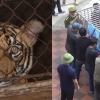 [여기는 베트남] 정력에 좋다고…호랑이 17마리 가정집서 키우다 적발