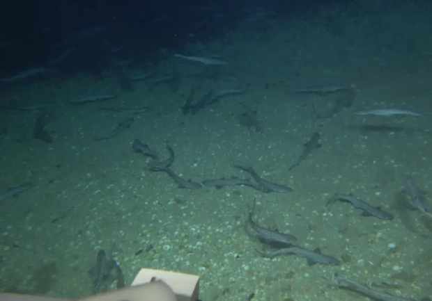 태어난지 얼마 안 된 어린 상어들이 유영하는 모습.(사진=하이파대)