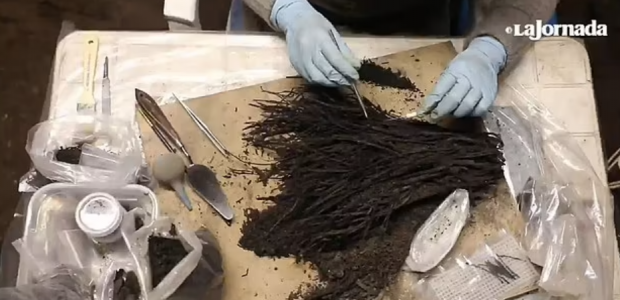 멕시코 고대 유적지에서 발굴한 2000년 전 꽃다발. 당시 주민들이 믿었던 신에게 바치는 용도였던 것으로 추정된다