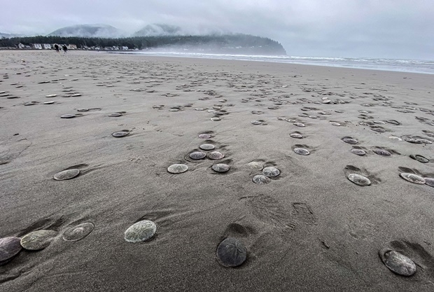 사진=시사이드 아쿠아리움